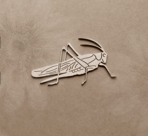 Tekturka Konik polny