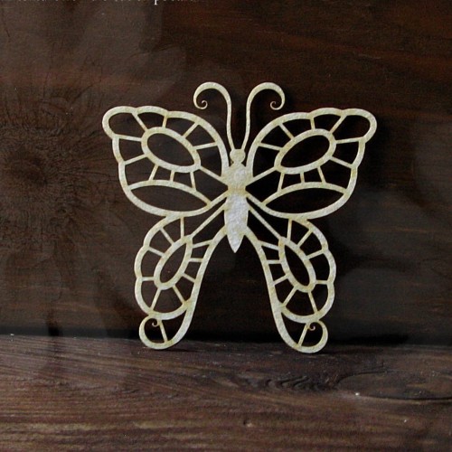 MOTYL.jpg
