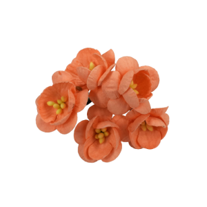 Kwiat wiśni  brzoskwiniowy orange  10szt.