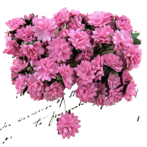 Kwiaty Astry Pink 10szt. 