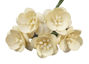 Kwiat wiśni Kremowe 10szt.