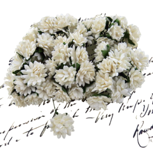 Kwiaty Astry "Białe" 10szt.