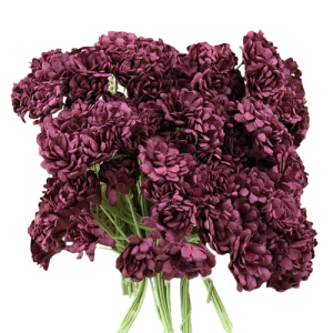 Kwiat Gypsophila Burgundy 10 szt. 